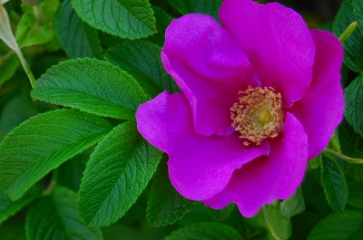 c0212083_0473267.jpg