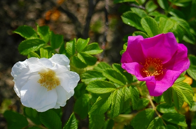 c0212083_0474579.jpg