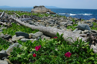 c0212083_057751.jpg