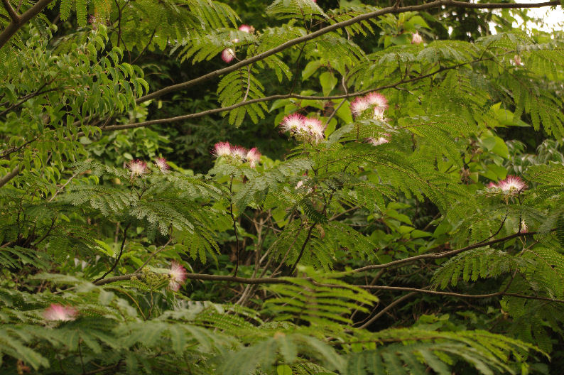 c0152288_7434490.jpg