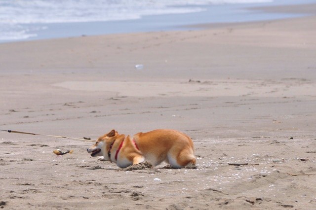 海だ!海だ!_a0126590_2321770.jpg