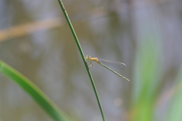 e0070891_21333423.jpg