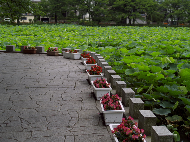 故郷の風景　高田公園の蓮_f0024992_8384297.jpg