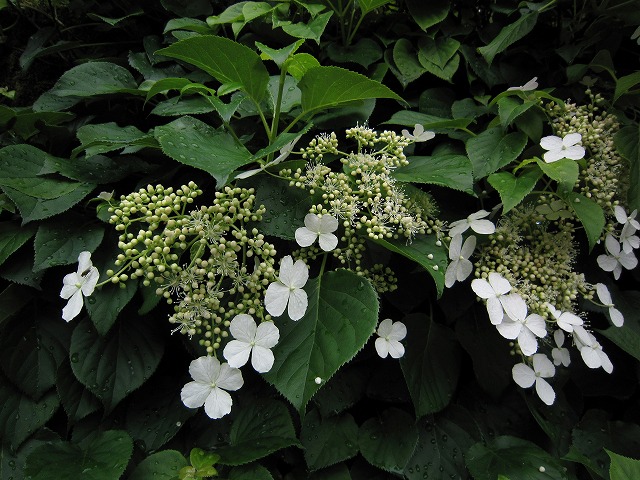 a0117893_6211693.jpg