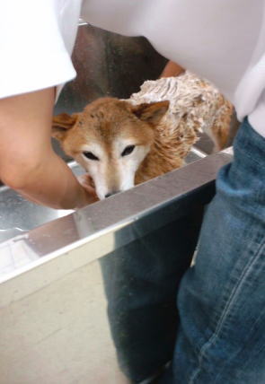 犬洗い　続く梅雨の日　さわやかに_e0025596_1212107.jpg