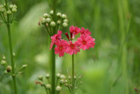 夏のおでかけ　[Ⅱ]　　クリン草_e0018604_14493373.jpg