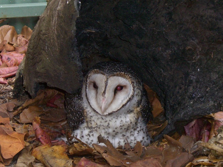 ノースクイーンズランドの動物たち_d0116009_2234442.jpg