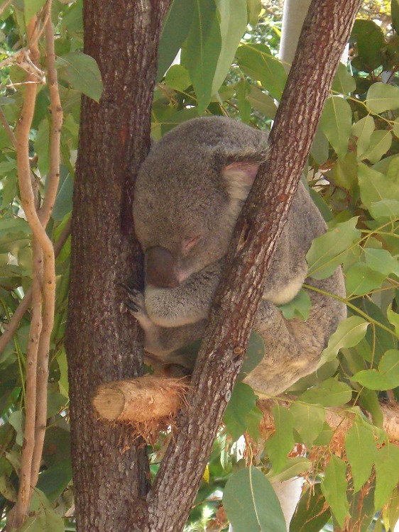 ノースクイーンズランドの動物たち_d0116009_2242582.jpg