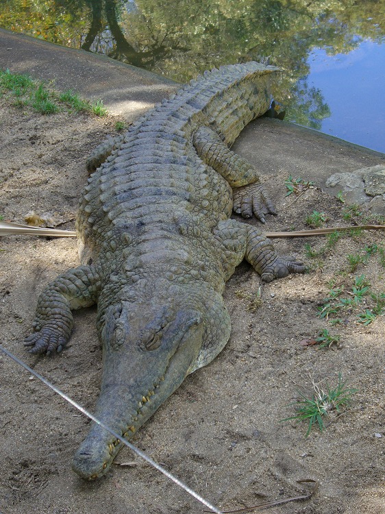 ノースクイーンズランドの動物たち_d0116009_2243968.jpg