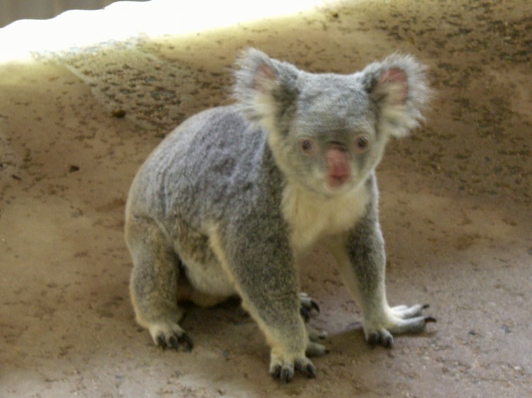 ノースクイーンズランドの動物たち_d0116009_2251150.jpg