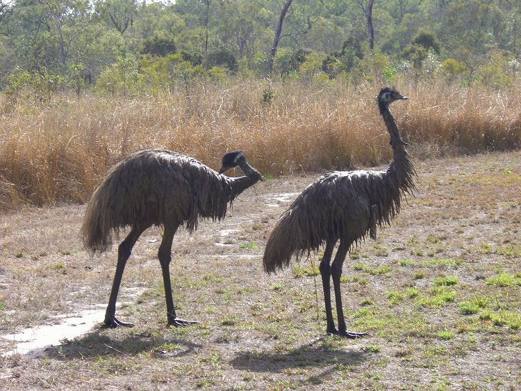 ノースクイーンズランドの動物たち_d0116009_2252835.jpg