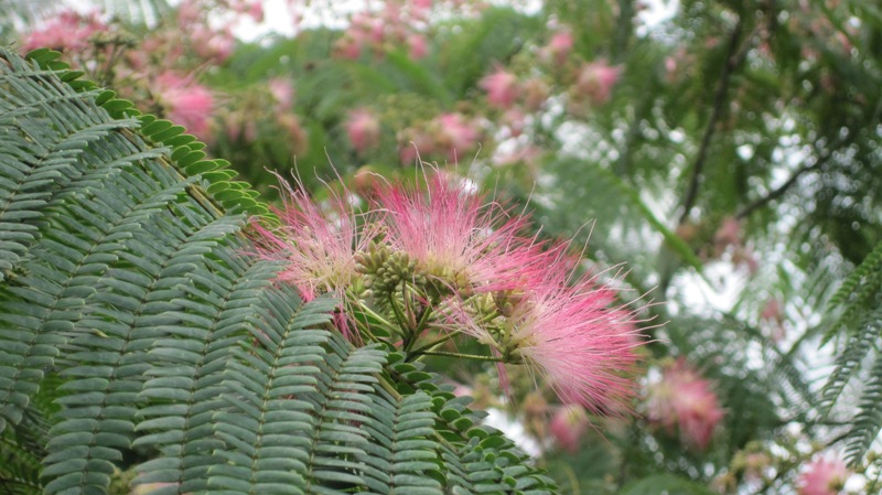 夏の花木を色々撮る_f0231709_1511818.jpg