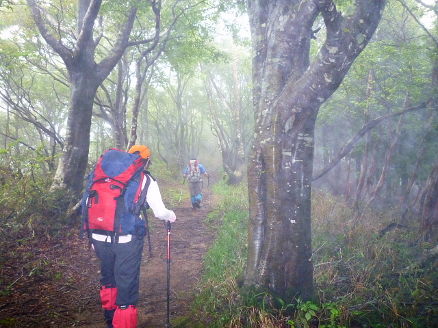 個人山行　野坂岳 913.5M_d0170615_7212582.jpg