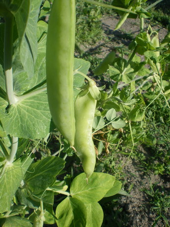 c0124619_517568.jpg