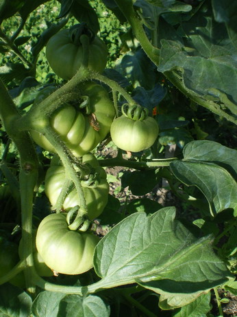 c0124619_5202584.jpg