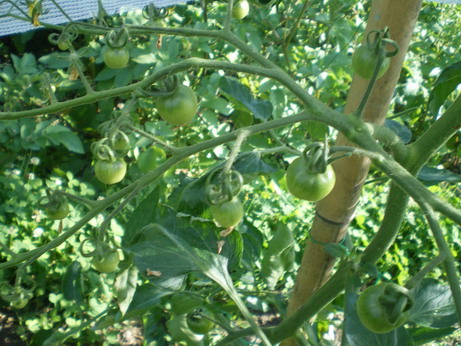 c0124619_5221656.jpg