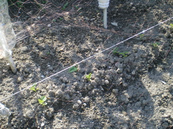 c0124619_5252452.jpg