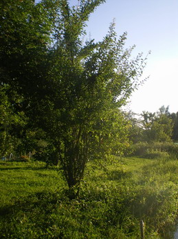 c0124619_5285064.jpg