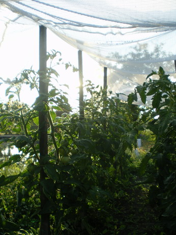 c0124619_553867.jpg