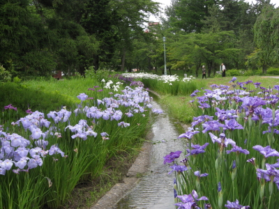 ハナショウブ:菊ヶ丘水郷公園花菖蒲*2010.07.06(五所川原市)_b0147224_21405118.jpg
