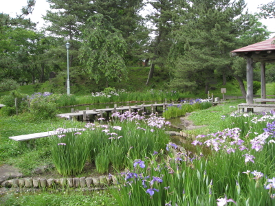 ハナショウブ:菊ヶ丘水郷公園花菖蒲*2010.07.06(五所川原市)_b0147224_2141994.jpg