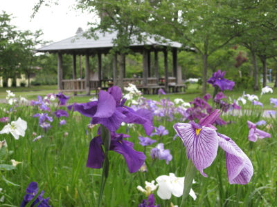 ハナショウブ:菊ヶ丘水郷公園花菖蒲*2010.07.06(五所川原市)_b0147224_21493857.jpg