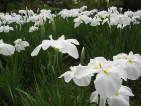 ハナショウブ:菊ヶ丘水郷公園花菖蒲*2010.07.06(五所川原市)_b0147224_21501688.jpg
