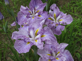 ハナショウブ:菊ヶ丘水郷公園花菖蒲*2010.07.06(五所川原市)_b0147224_2150456.jpg