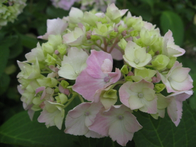 ハナショウブ:菊ヶ丘水郷公園花菖蒲*2010.07.06(五所川原市)_b0147224_21514113.jpg