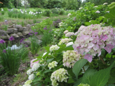 ハナショウブ:菊ヶ丘水郷公園花菖蒲*2010.07.06(五所川原市)_b0147224_2151661.jpg