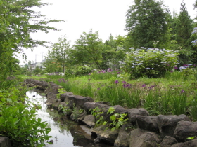 ハナショウブ:菊ヶ丘水郷公園花菖蒲*2010.07.06(五所川原市)_b0147224_21555994.jpg