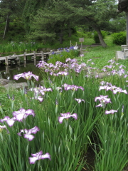 ハナショウブ:菊ヶ丘水郷公園花菖蒲*2010.07.06(五所川原市)_b0147224_21565555.jpg