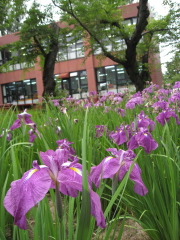ハナショウブ:菊ヶ丘水郷公園花菖蒲*2010.07.06(五所川原市)_b0147224_2157104.jpg