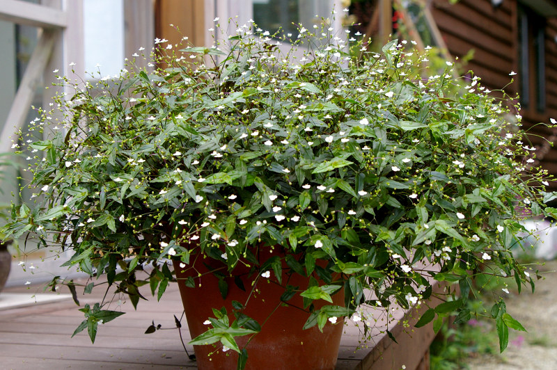 e0136424_20105344.jpg