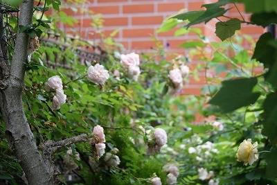 f0170524_13144845.jpg