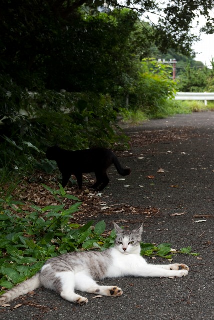 下田の猫たち_c0009934_2302586.jpg