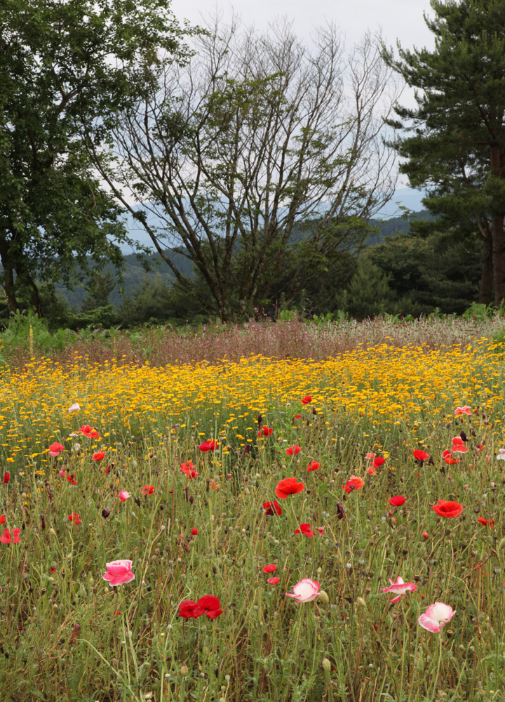 三重県　メナード青山リゾート　花風景_c0108146_21383387.jpg