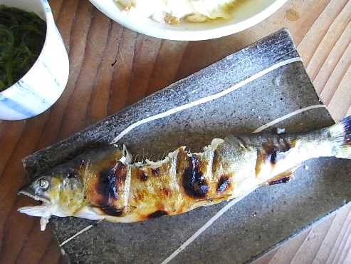 魚の涙 完全オーガニック食べかけ写真