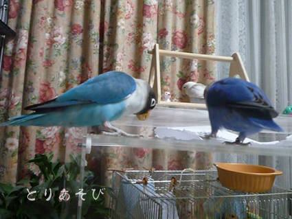 e0147757_2293311.jpg