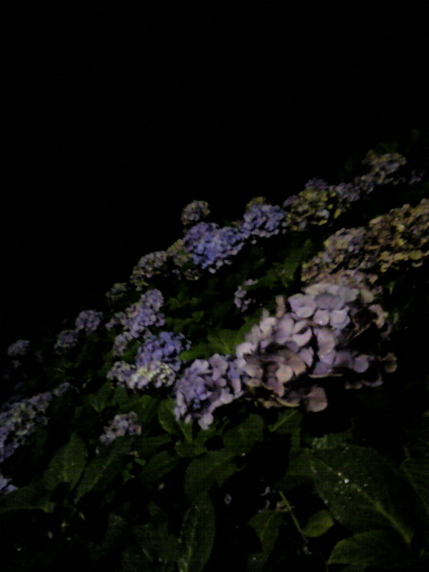 e0170959_161025.jpg