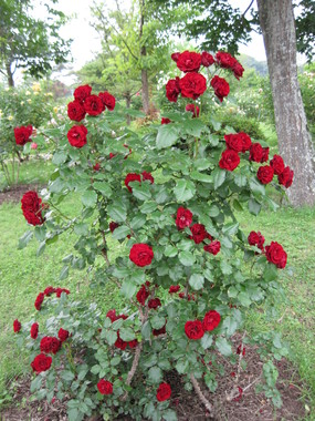 薔薇 薔薇 薔薇 ♪_f0236260_19132281.jpg