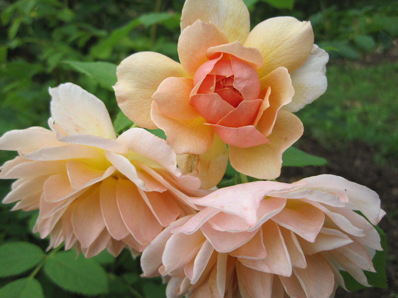 薔薇 薔薇 薔薇 ♪_f0236260_1943521.jpg