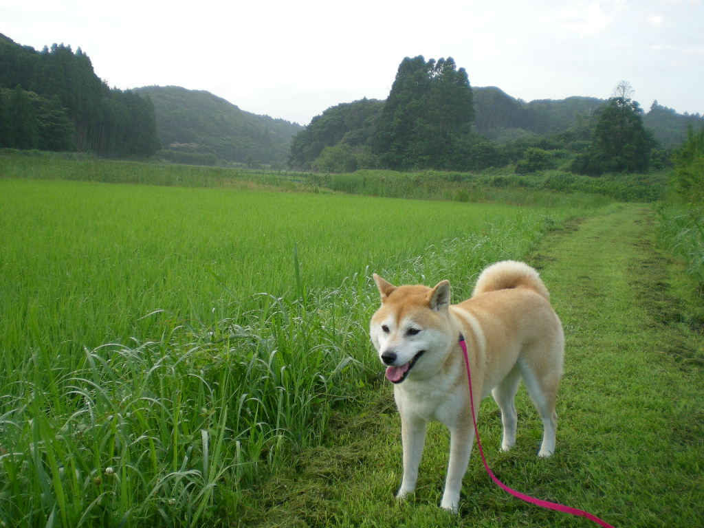 ２０１０年７月６日（火）こころちゃんがいない！_f0060461_10485447.jpg