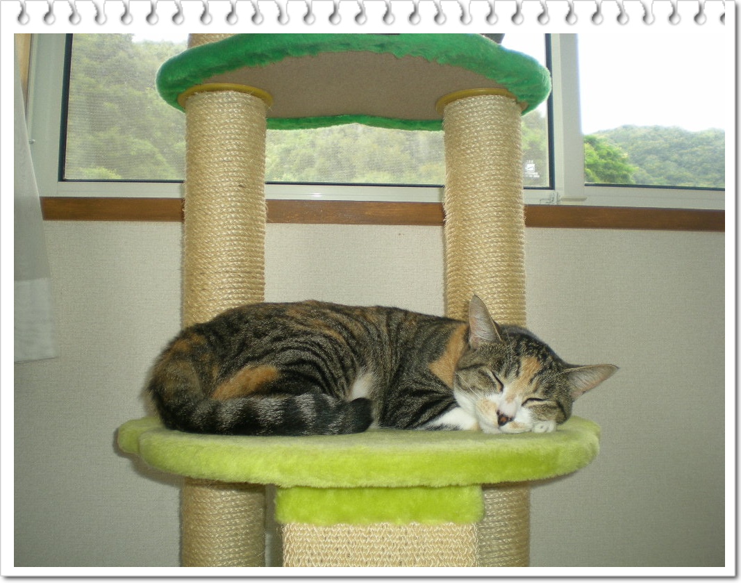 2010年7月6日(火)こころちゃんがいない!_f0060461_1132925.jpg