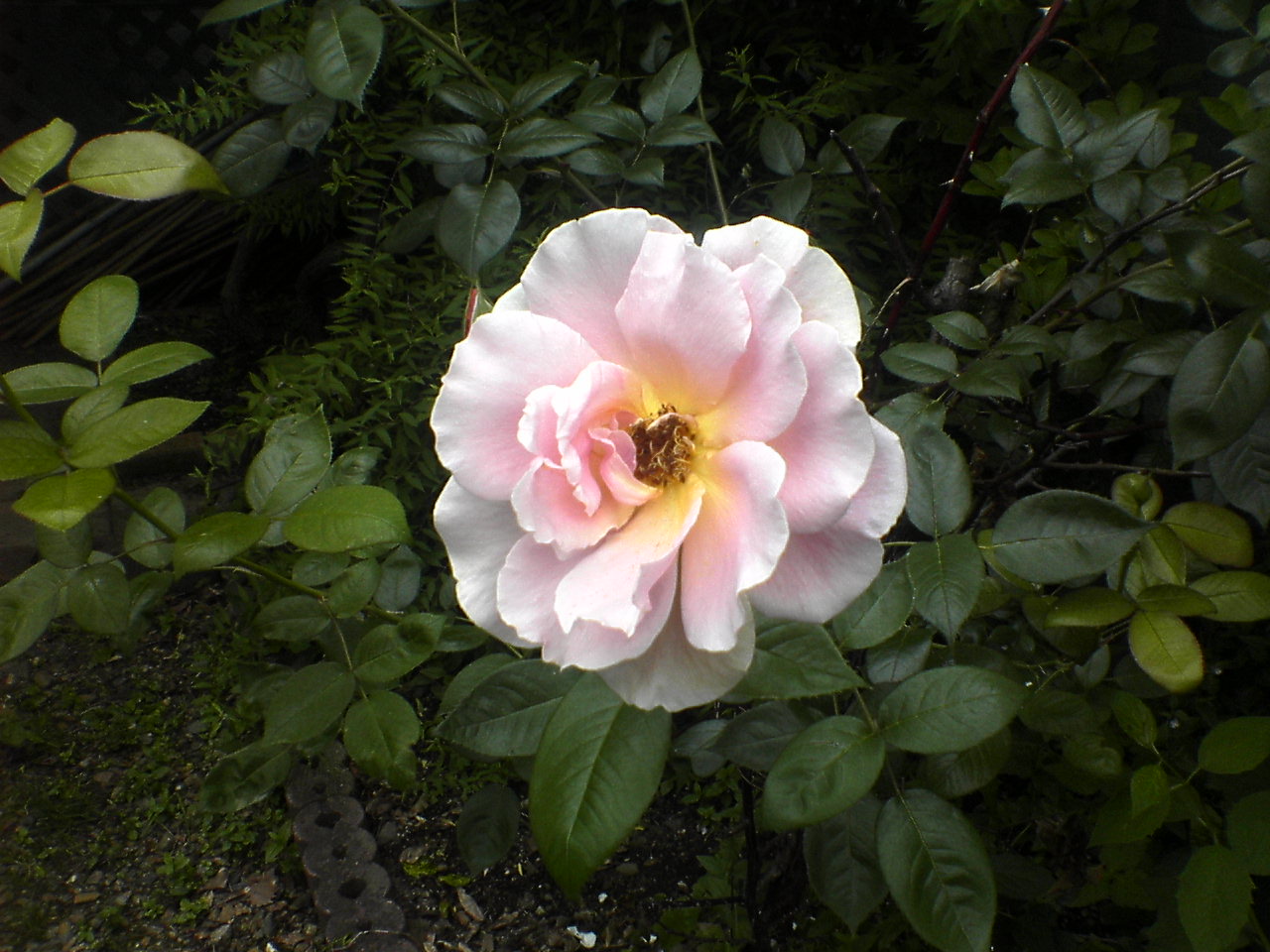 d0098665_17545923.jpg
