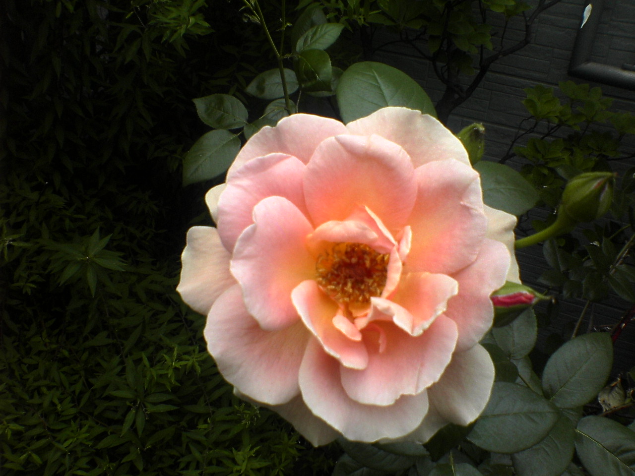 d0098665_18191690.jpg