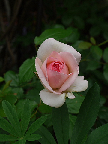 ７月２日，我が家の薔薇。_c0209379_22381047.jpg