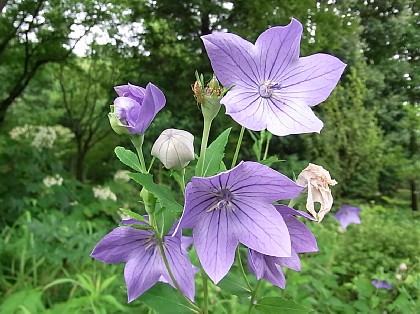 2010年7月7日（水） ； 曇り～雨～曇り_d0051601_19302078.jpg