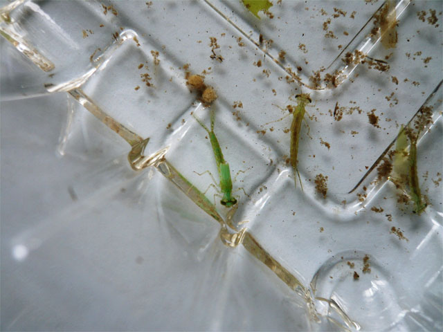 メダカの水槽の中で、成長してます : 昆虫ブログ むし探検広場 メダカの水槽の中で、成長してます : 昆虫ブログ むし探検広場