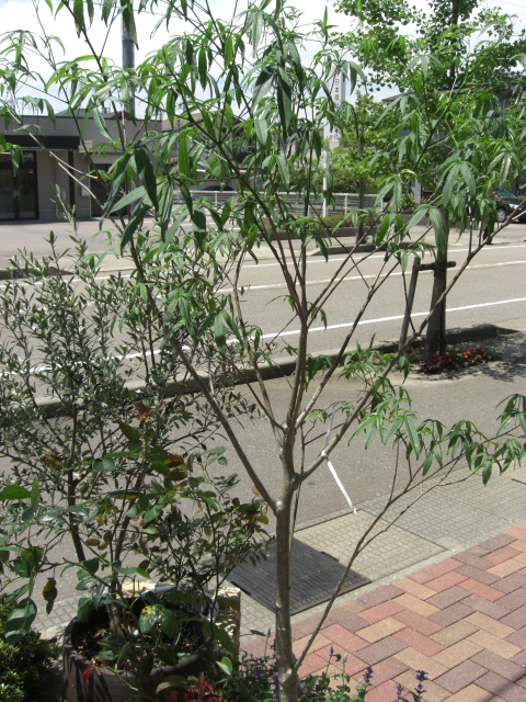 Kanonのバオバブの木について おかやんの花日記